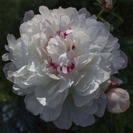 Peony Madame Emile Lemoine - NHP198